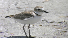female wilson's plover