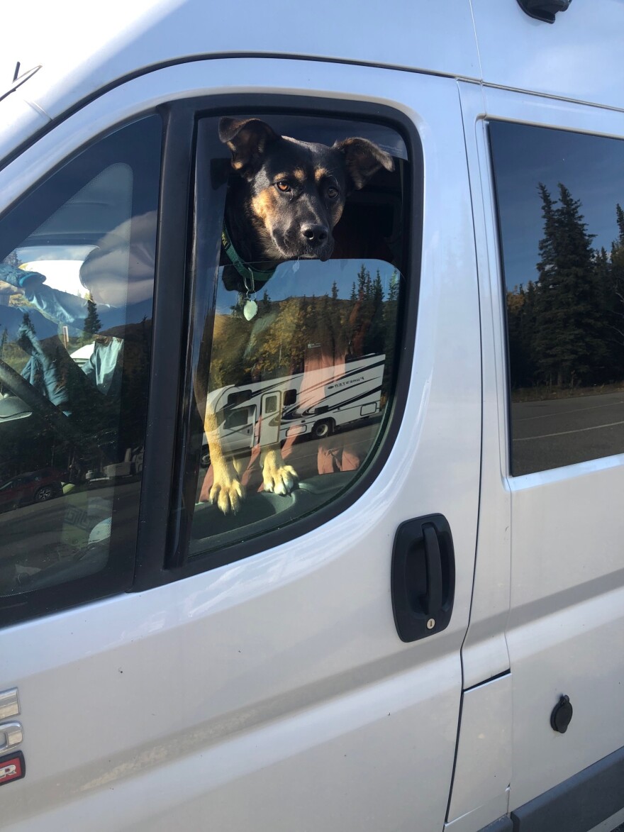 Alaskans commonly travel to Canada and the Lower 48 with dogs.