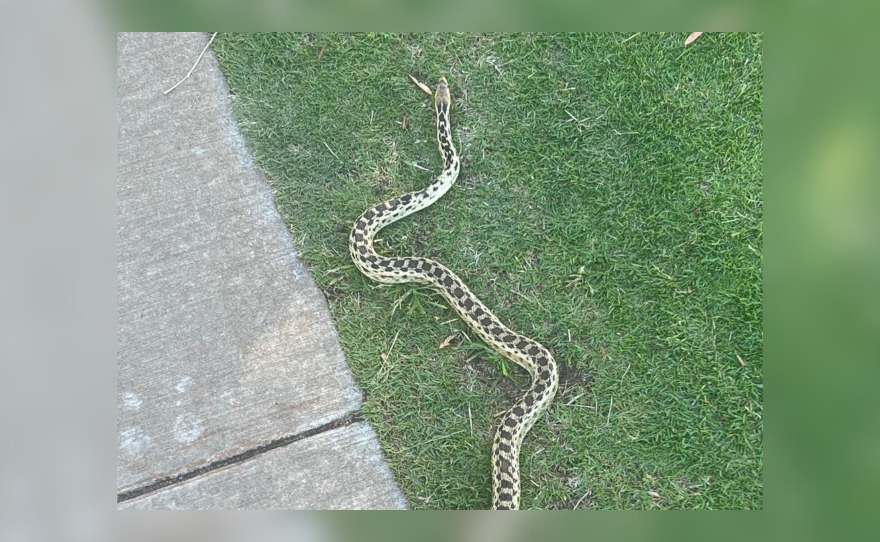Nonvenomous gopher snake captured in Pukalani, Maui Hawai'i Public Radio
