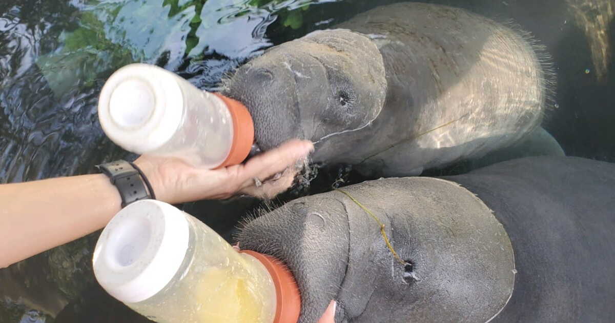 3 orphaned manatees arrive at Cincinnati Zoo for rehabilitation | WVXU