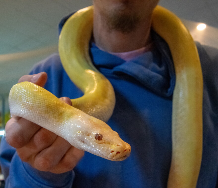 A man holding a yellow snake, with its body wrapped around the back of his neck.