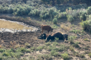 A young bison calf standing over a dead cow.