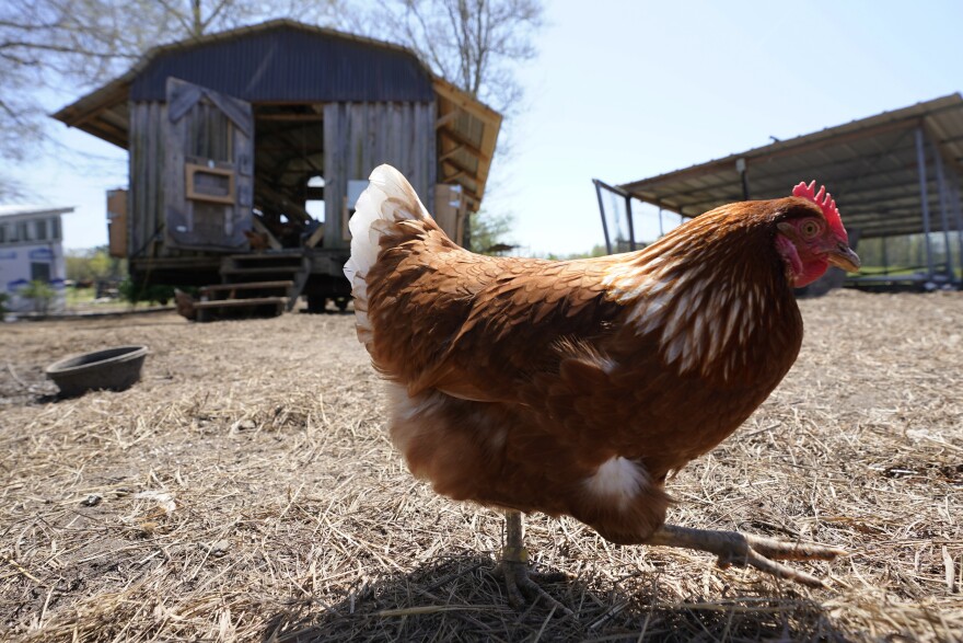 A chicken walks past a mobile chicken coop in Wilsons, Va. 