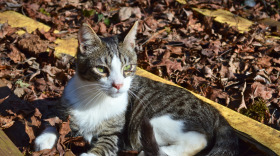 Greenhill Humane Society has rescued 21 cats from a property in Marcola after the owner died. Shelter leaders say many have upper respiratory infections and are malnourished.