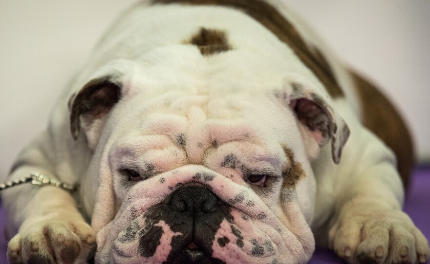 A bulldog rests before stepping into the spotlight. Two-hundred different breeds or varieties took part in the competition.