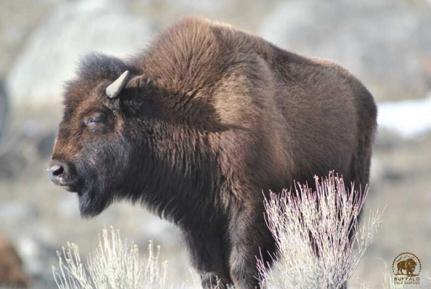 Yellowstone Buffalo in the park, the Buffalo Field Campaign has been an organization for 25 years.