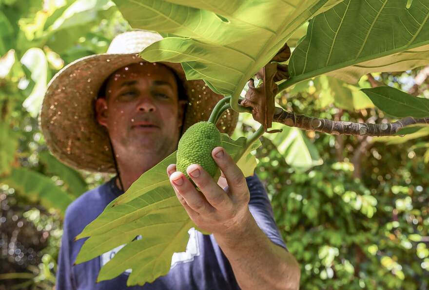 Patrick Garvey admires a breadfruit tree growing at Grimal Grove in Big Pine Key.