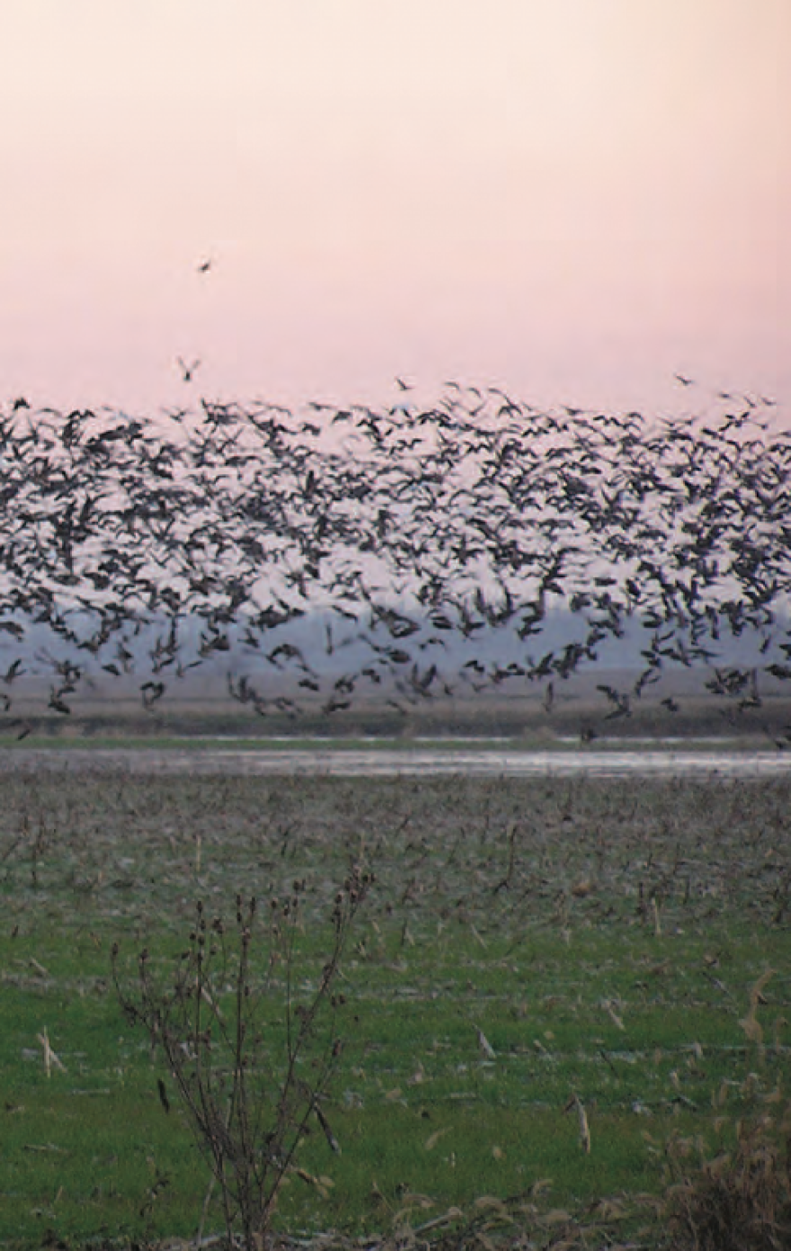 Last fall, as water filled the fields at Emiquon, thousands of waterfowl stopped to rest and feed.