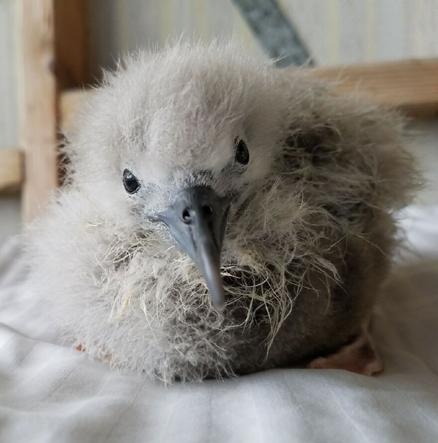 shearwater_chick.jpg