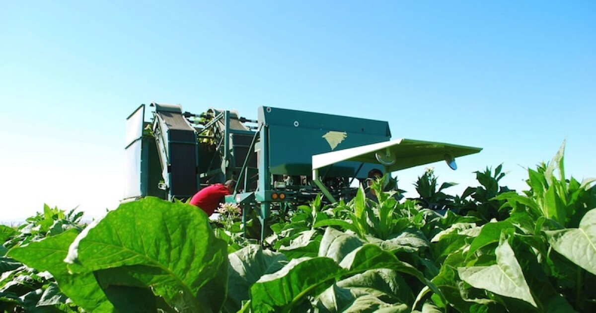 king mountain tobacco white swan wa $58 Million Judgment Adds To Woes Of Cigarette Maker On Yakama Reservation