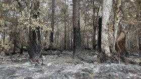 Cow Creek fire in Levy County. (Sara-James Ranta/WUFT News)