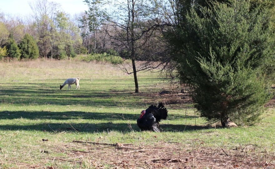 Next Thanksgiving, Go For the Gold... or the Kelly Bronze