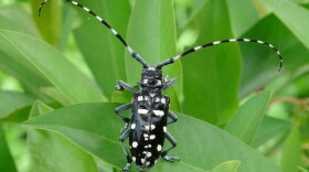 Asian longhorned beetles haven't made it to Indiana yet, but the DNR says residents should keep a look out.