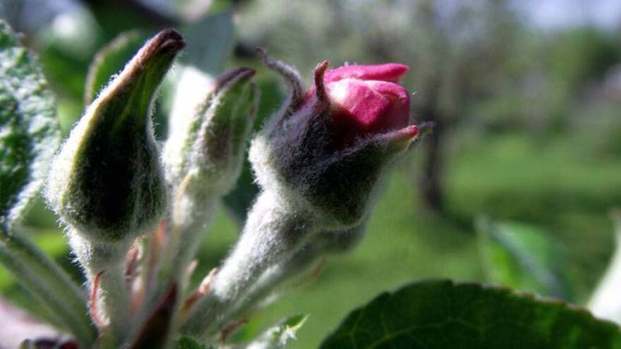 A ten-day cold snap in early April, threatened fruit trees that had already started to bud.