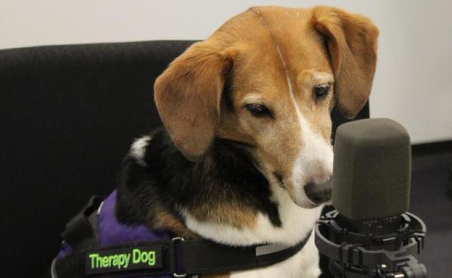 Pasta contemplates a question from 'St. Louis on the Air' host Don Marsh on March 10, 2015, at St. Louis Public Radio.