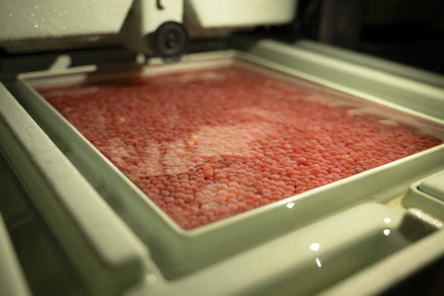 A tray of king salmon eggs sit in an incubation tray inside of Pillar Creek hatchery. The Kodiak Regional Aquaculture Association is raising king salmon spawned from wild Karluk River fish in hopes of saving the run.