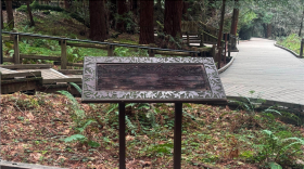 A blank wooden sign stands in a small circle of ferns and other plants. Redwood trees are seen in the background.