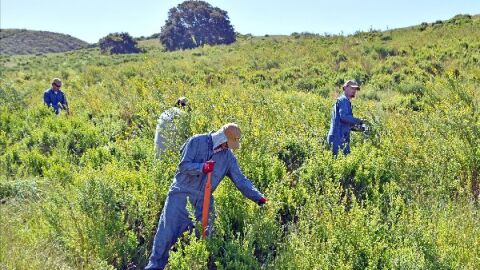 Four people wearing what look like blue jumpsuits and hats stand in a field of invasive French broom, working to uproot it. There's blue sky in the background.