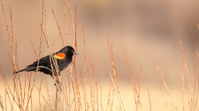 A Close up to a Red-winged blackbird or Agelaius phoeniceus at the beginning of Spring perched on some amber colored, leafless twigs