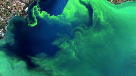Algal bloom.