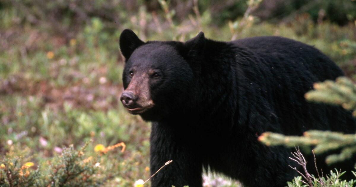 Fish and Wildlife Commission probe finds wrongdoing, doesn’t recommend punishment