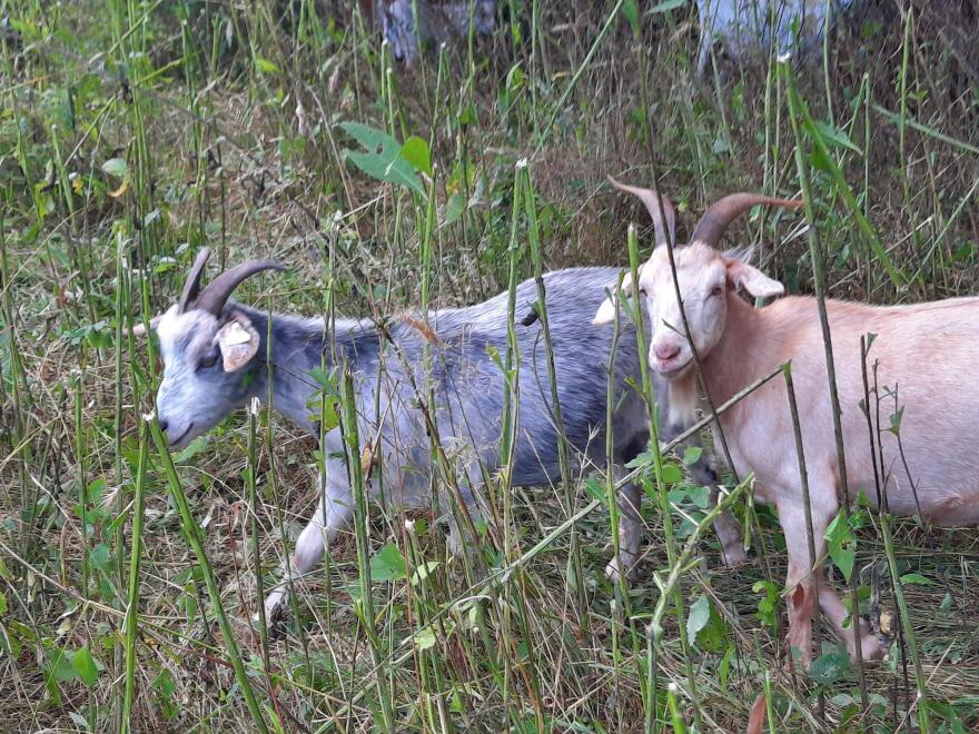 Two goats grazing in a field in the Mark Twain National Forest as part of an effort to control invasive vegetation.