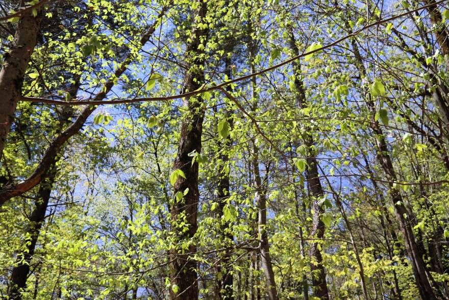 Sunlight filters through early spring leaves in Sheldrick Forest in Wilton.