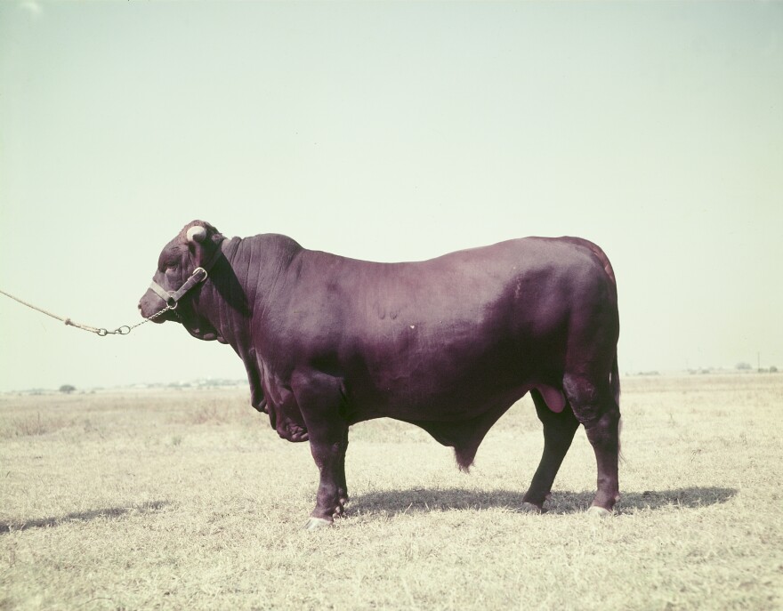 A "portrait" of Santa Gertrudis bull at King Ranch, 1952