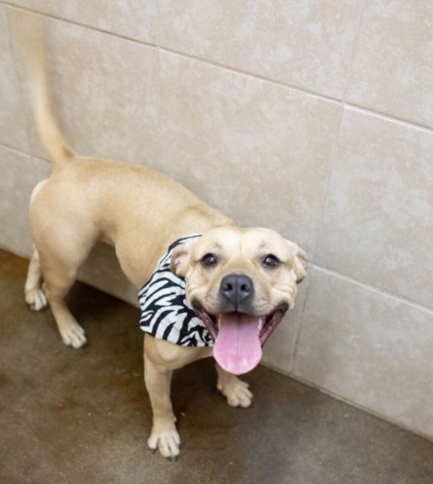 A Dog Up for Adoption at C.A.R.E.