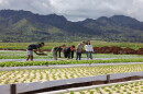 Leeward Community College students participate in a commercial aquaponics class at Nalo Farms in this undated photo.
