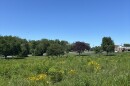 The native plant meadow at Jim Barnett Regional Park in Winchester.