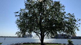 A tree at Plum Point Park in Norfolk. (Image: Katherine Hafner)