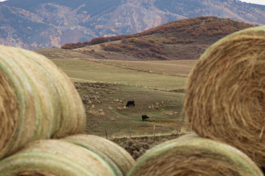 Two years of acutely dry conditions near Steamboat Springs have left ranchers without enough hay to make it through the coming winter, forcing them to buy and ship hay in from other regions.