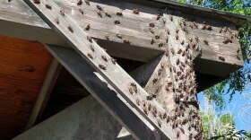  Mormon crickets crawl on a structure. 