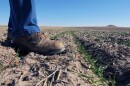 The federal crop insurance program "actually hurts farmers trying to be proactive and change their farms," said Macauley Kincaid, who farms about 880 acres in Jasper, Missouri. "They can do the same thing that they've done for years and they're going to get paid for it if they have a failure.”