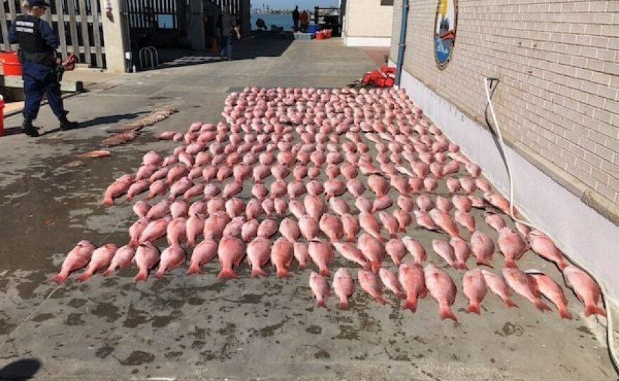 U.S. Coast Guard pursuit teams captured 37 tons of marine life from illegal Mexican lanchas last year. Here is a haul of red snapper.