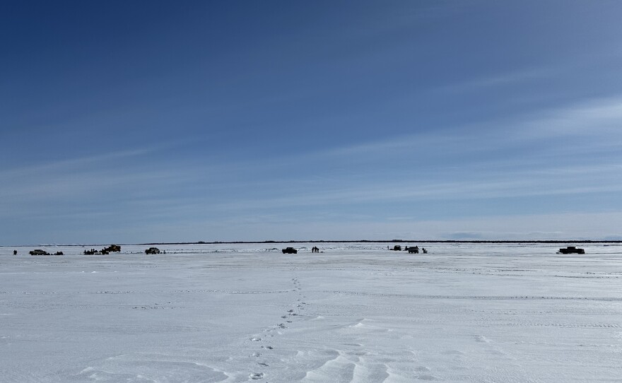 Cars dot the ice at the mouth of the Johnson River, where residents of villages up and downriver come to manaq.