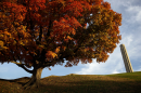 The 217-foot-tall Liberty Memorial tower at the National World War I Museum stands beyond an oak tree displaying fall colors Monday, Oct. 29, 2018, in Kansas City, Missouri.
