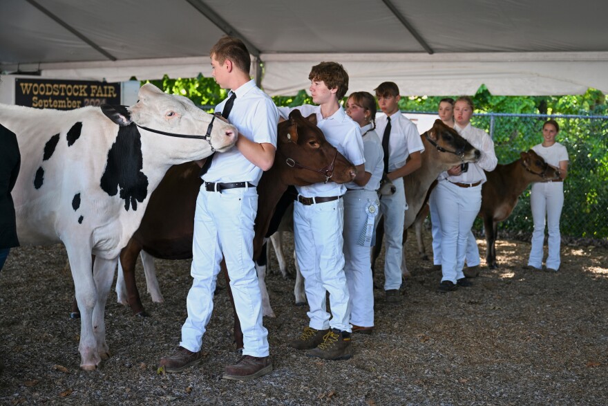 The youth dairy showmanship competition takes place as competitors dressed in all white line up their cows in complete silence as the judge walks around the cows, inspecting the look and size of each.