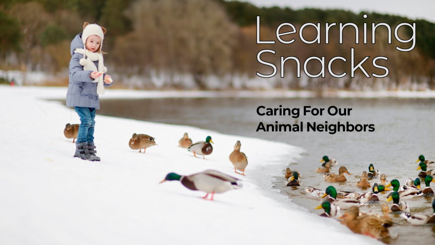 A photo of a young girl standing in snow by a body of water, looking at a group of ducks. Text reading Learning Snacks: Caring for Our Animal Neighbors overlays the image.