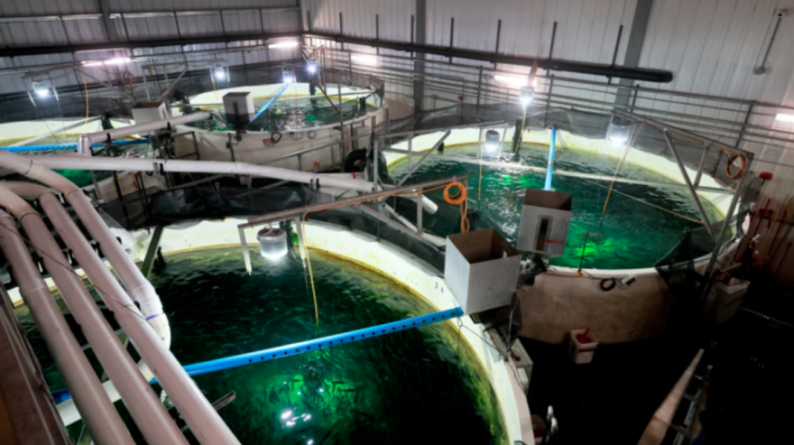 Three large indoor fish tanks from a birds eye view