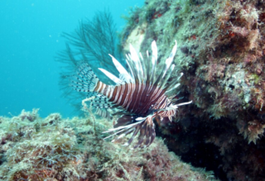 Lionfish