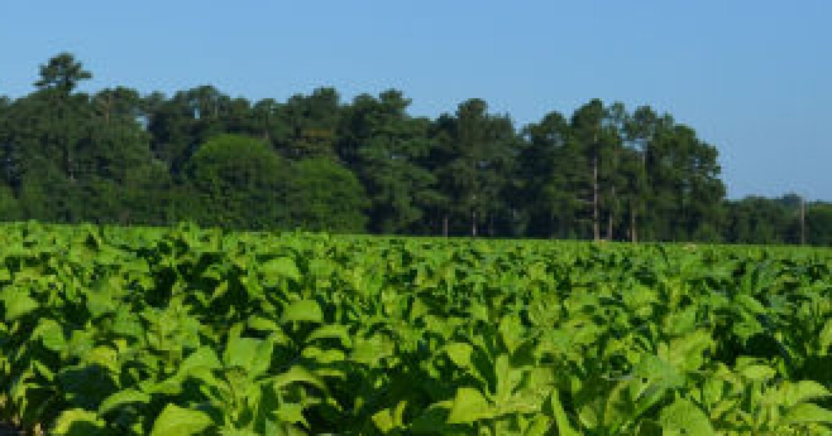 farming tobacco Growing Tobacco in North Carolina