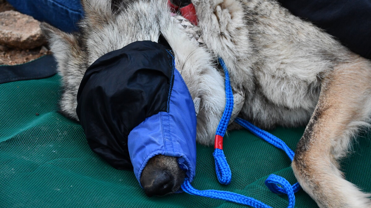 Release of captured Mexican gray wolf reignites wolf management debate - Vimarsana News