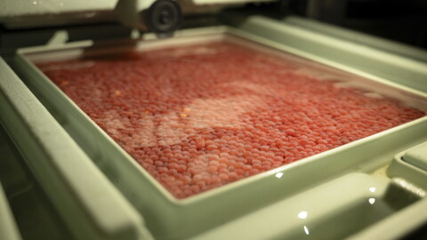 A tray of king salmon eggs sit in an incubation tray inside of Pillar Creek hatchery. The Kodiak Regional Aquaculture Association is raising king salmon spawned from wild Karluk River fish in hopes of saving the run.