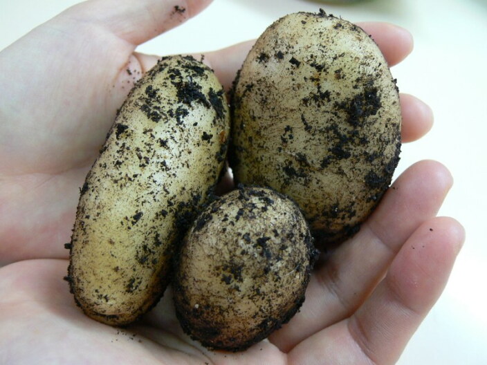 A pair of cupped hands holds three potatoes covered in dirt.