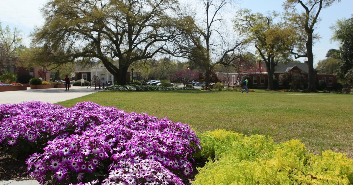 Pollen counts reach highest levels of year across South Carolina