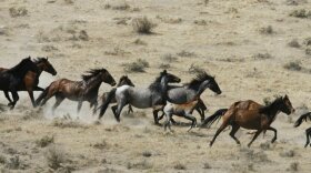 This July 25, 2007 file photo, shows wild horses being herded by the Bureau of Land Management in a field, at the Black Mountain and Hardtrigger Herd Management Areas in the Owyhee Mountains southeast of Marsing, Idaho. CREDIT: Darin Oswald/Idaho Statesman via AP