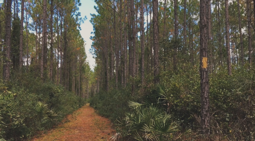 Seaton Creek Historic Preserve forest