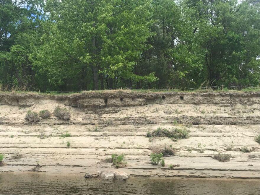 Bank swallow nests in a sand bank on a river
